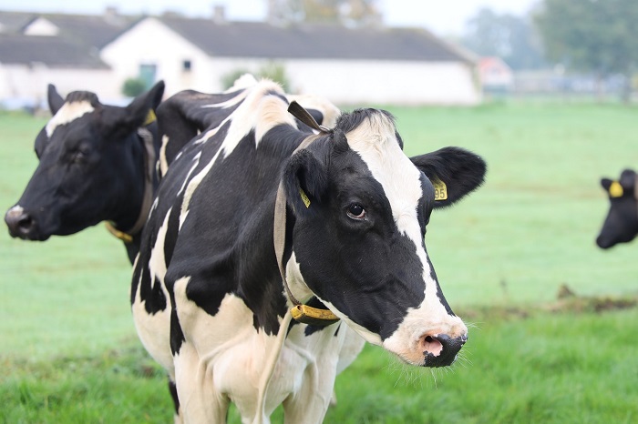 Cows in a farm